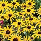 Rudbeckia Goldsturm - Black-Eyed Susan 3 bareroot plants