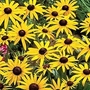 Rudbeckia Goldsturm - Black-Eyed Susan 3 bareroot plants