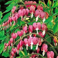 Bleeding Heart - Dicentra spectabilis 2 bareroot plants