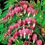 Bleeding Heart - Dicentra spectabilis 2 bareroot plants