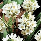 Ornithogalum thyrsoides 18 bulbs