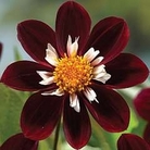 Dahlia Mary Eveline 6 tubers