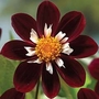 Dahlia Mary Eveline 6 tubers