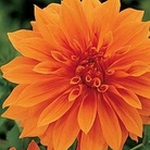 Dahlia - Dinner Plate Giant - Babylon Bronze 3 tubers