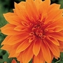 Dahlia - Dinner Plate Giant - Babylon Bronze 6 tubers