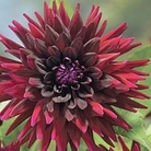 Dahlia - Dinner Plate Giant - Black Wizard 6 tubers