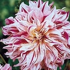Dahlia - Dinner Plate Giant - Bristol Stripe 3 tubers