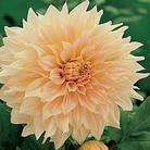 Dahlia - Dinner Plate Giant - Caf&eacute; au Lait 6 tubers