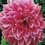 Dahlia - Dinner Plate Giant - Emory Paul 6 tubers