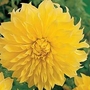 Dahlia - Dinner Plate Giant - Kelvin Floodlight 6 tubers