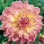 Dahlia - Dinner Plate Giant - Kidd's Climax 6 tubers