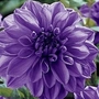 Dahlia - Dinner Plate Giant - Lilac Time 6 tubers