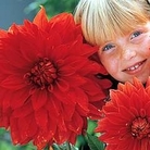 Dahlia - Dinner Plate Giant - The Big Wow 3 tubers