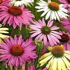Coneflowers Mixed 15 bareroot plants
