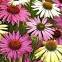 Coneflowers Mixed 15 bareroot plants