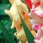 Gladiolus Glamini Charlotte 40 bulbs