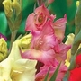 Gladiolus Glamini Eva 40 bulbs