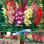 Gladiolus Glamini Mix 50 mixed bulbs