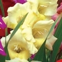 Gladiolus Glamini Zoe 40 bulbs