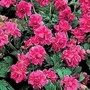 Geranium [Hardy] Birch's Double 2 bareroot plants