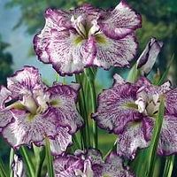 Iris ensata Freckled Geisha 2 rhizomes