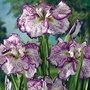 Iris ensata Freckled Geisha 2 rhizomes