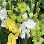 Gladiolus Lemon & Lime Blend 30 corms