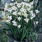 Gladiolus callianthus 25 corms
