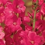 Sidalcea Brilliant 6 bareroot plants