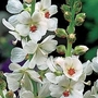 Sidalcea Candida 3 bareroot plants