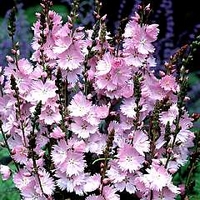 Sidalcea Elsie Heugh 6 bareroot plants