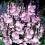Sidalcea Elsie Heugh 6 bareroot plants