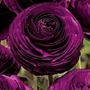 Ranunculus Purple 50 corms