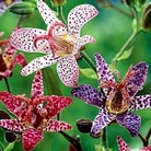 Tricyrtis Mix (Toad Lily Mix) 9 bareroot plants