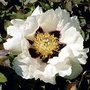 Peony - Tree Peony Rockii 1 bareroot plant