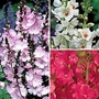 Sidalcea Collection 3 bareroot plants - 1 of each