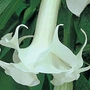 Brugmansia - White 1 young plant