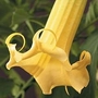 Brugmansia - Yellow 3 young plants