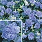 Lobelia Kathleen Mallard 5 plants