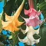 Angels Trumpet Twin Flowers Mixed 3 plants in 9cm pots - 1 of each