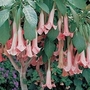 Brugmansia - Pink 3 young plants