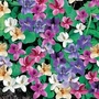 Viola Odorata Miracle Mixed 5 plants