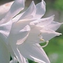 Hosta Venus 2 bareroot plants