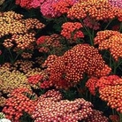 Yarrow Summer Berries 72 plug plants + 12 FREE