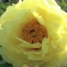 Peony - Tree Peony Hai Huang (High Noon) 1 bareroot plant