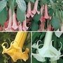 Brugmansia - Collection 3 young plants - 1 of each