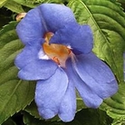 Impatiens 'Blue Sky'™ (PBR applied for) 6 young plants