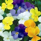 Viola Friolina Mixed 5 young plants - 1 of each + FREE Plant Labels