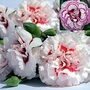 Dianthus Scent-sation Collection 24 plants - 8 of each