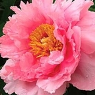 Peony - Tree Peony Rou Fu Rong (Double Pink) 1 bareroot plant